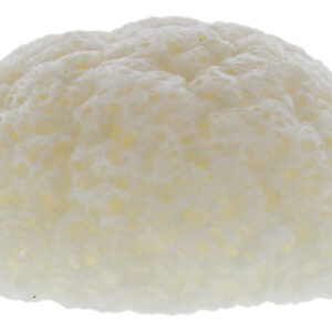 Esponja Konjac Natural Da Erborian Para Mulheres - Esponja D