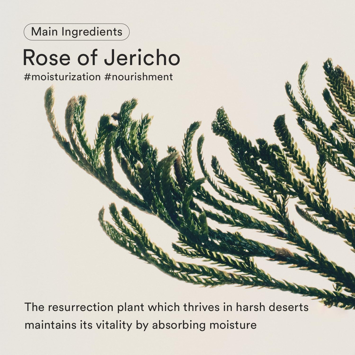 Creme Hidratante Abib Jericho Rose Nutrition 75ml - Imagem 4