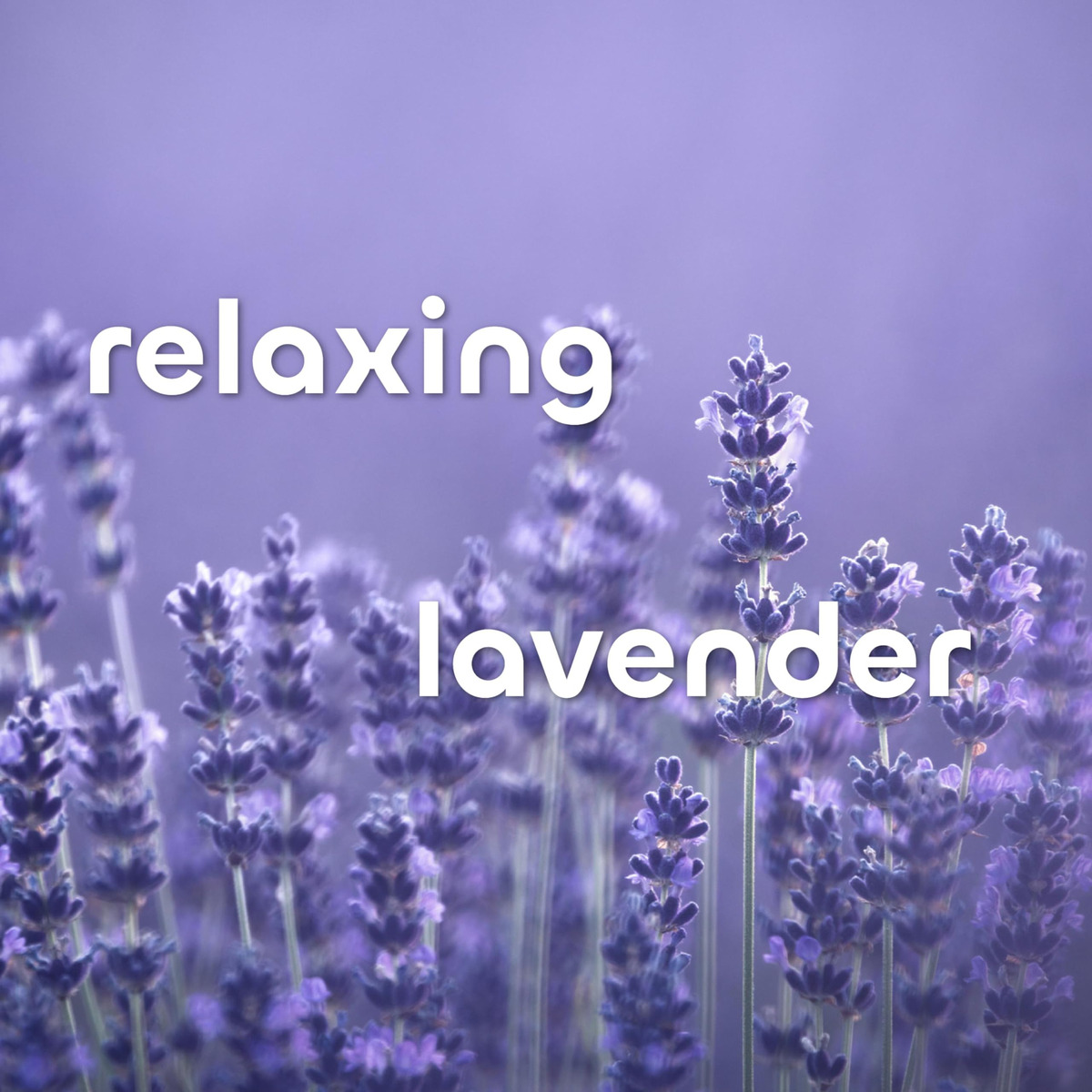 Sabonete Líquido Seaweed Bath Co. Perfume Hidrate Lavanda 35 - Imagem 3
