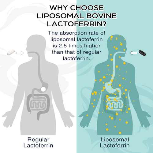 Suplemento De Lactoferrina Lipossomal Prévia 1000mg - Imagem 6