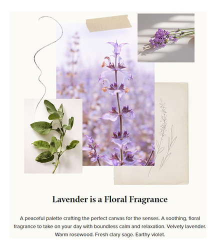Perfume Thymes Lavender Eau De Parfum 50ml - Imagem 3