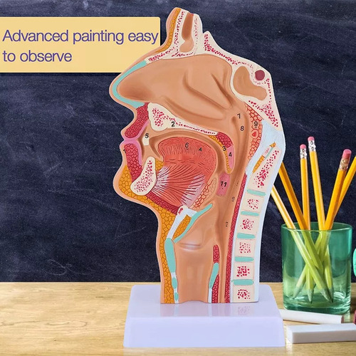 Para De Modelo De Anatomia Da Garganta Da Cavidade Nasal | / - Imagem 6