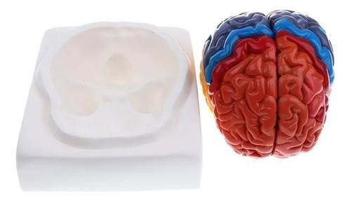 Modelo De Cérebro Humano De 2 Partes - Imagem 3