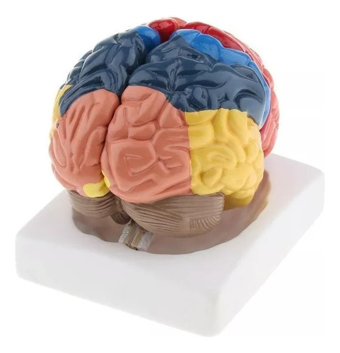 Modelo De Cérebro Humano De 2 Partes - Imagem 4