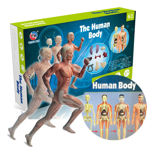 Auxílios Didáticos, Montagem, Corpo Humano, Ossos Educaciona