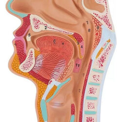 Para De Modelo De Anatomia Da Garganta Da Cavidade Nasal | /