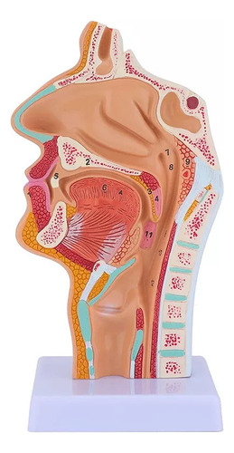 Para De Modelo De Anatomia Da Garganta Da Cavidade Nasal | /