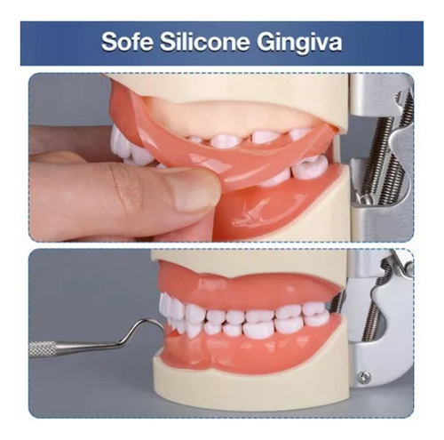 O Modelo De Dente Com 32 Dentes Destacáveis - Imagem 5