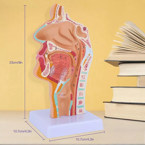 Para De Modelo De Anatomia Da Garganta Da Cavidade Nasal | / - Imagem 2