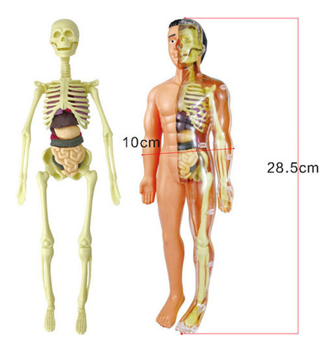 Auxílios Didáticos, Montagem, Corpo Humano, Ossos Educaciona - Imagem 4