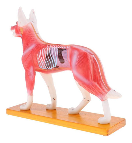 Modelo De Estudo De Acupuntura Em Cães Modelo De Estudo De - Imagem 4