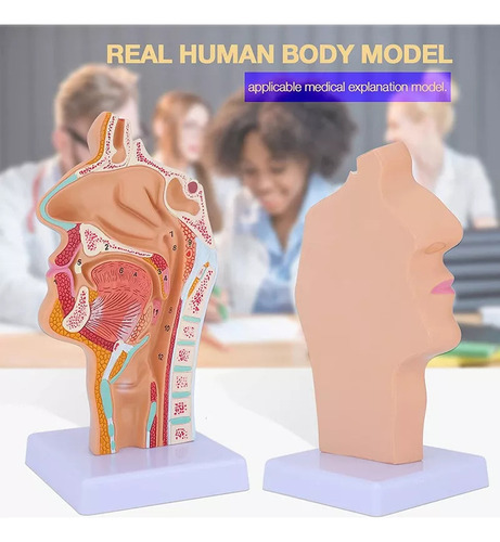 Para De Modelo De Anatomia Da Garganta Da Cavidade Nasal | / - Imagem 3