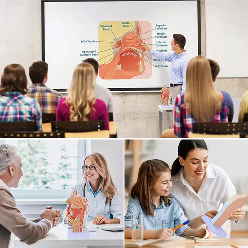 Para De Modelo De Anatomia Da Garganta Da Cavidade Nasal | / - Imagem 5