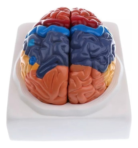 Modelo De Cérebro Humano De 2 Partes - Imagem 2