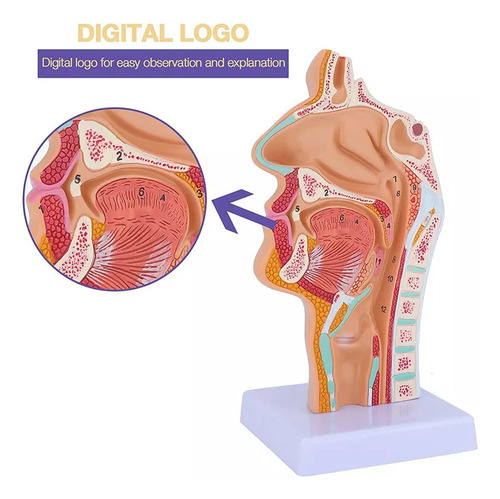 Para De Modelo De Anatomia Da Garganta Da Cavidade Nasal | / - Imagem 4