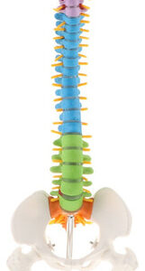 Modelo De Coluna Vertebral Humana Com Pélvis Flexível