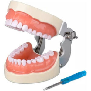 O Modelo De Dente Com 32 Dentes Destacáveis