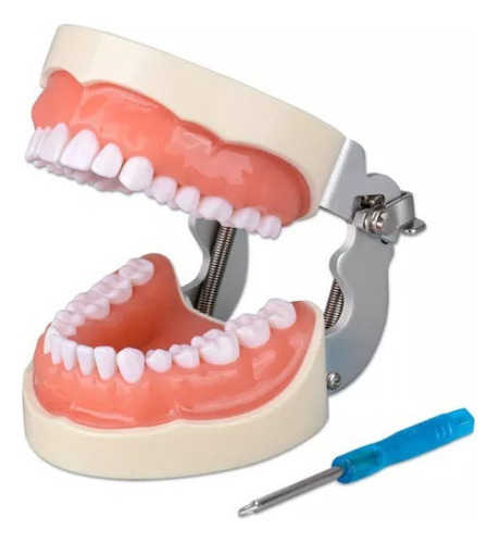 O Modelo De Dente Com 32 Dentes Destacáveis