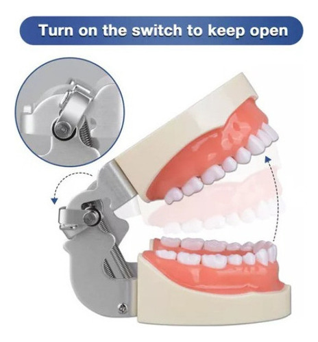 O Modelo De Dente Com 32 Dentes Destacáveis - Imagem 4