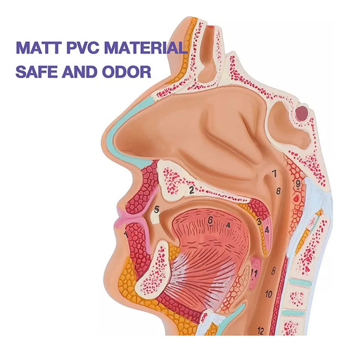 Para De Modelo De Anatomia Da Garganta Da Cavidade Nasal | / - Imagem 7