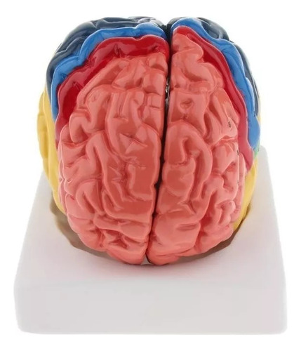 Modelo De Cérebro Humano De 2 Partes - Imagem 8