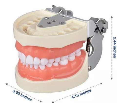 O Modelo De Dente Com 32 Dentes Destacáveis - Imagem 7
