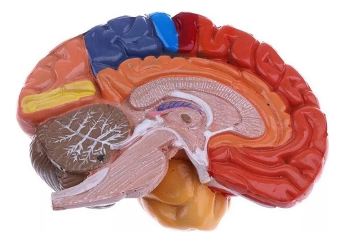 Modelo De Cérebro Humano De 2 Partes - Imagem 9