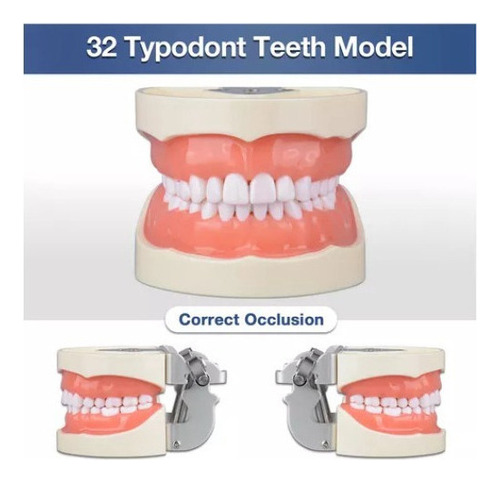 O Modelo De Dente Com 32 Dentes Destacáveis - Imagem 2