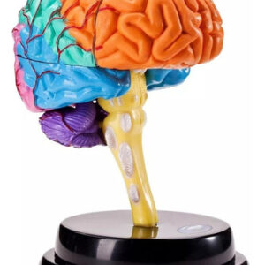 Ferramenta De Anatomia Do Cérebro Modelo De Função