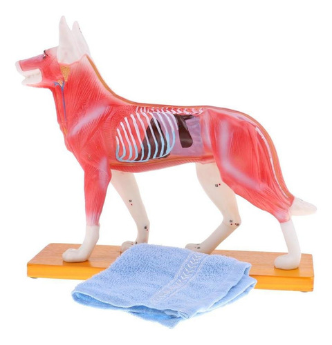 Modelo De Estudo De Acupuntura Em Cães Modelo De Estudo De