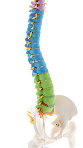 Modelo De Coluna Humana Flexível Detalhado De 45 Cm