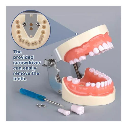 O Modelo De Dente Com 32 Dentes Destacáveis - Imagem 3