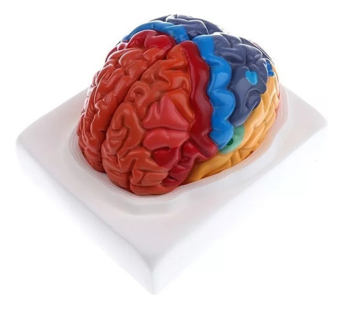Modelo De Cérebro Humano De 2 Partes - Imagem 7