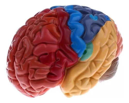 Modelo De Cérebro Humano De 2 Partes - Imagem 5