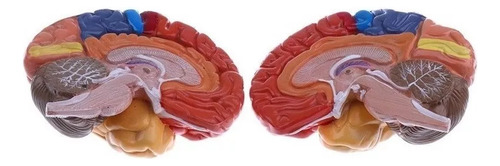 Modelo De Cérebro Humano De 2 Partes - Imagem 6
