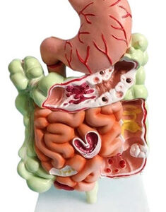 Modelo Do Sistema Digestivo Humano Anatomia Do Estômago Inte