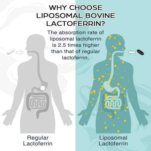 Suplementos De Lactoferrina Lipossomal Bovine 1000 Mg 60 S - Imagem 2