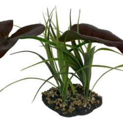 Planta De Dossel Da Floresta Tropical De Komodo De 1 Cada 10