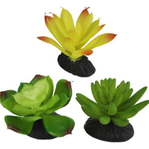 Planta Suculenta Amarela E Verde Do Deserto De Komodo, 1 Cad