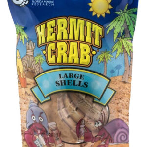 Ornamento De Terrário De Concha Natural De Pesquisa Marinha