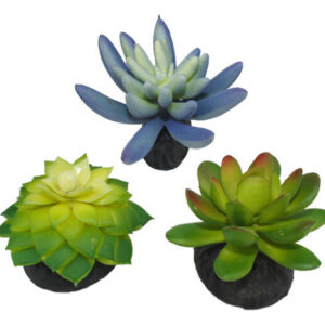 Planta Suculenta Azul E Verde Do Deserto De Komodo, 1 Cada/3