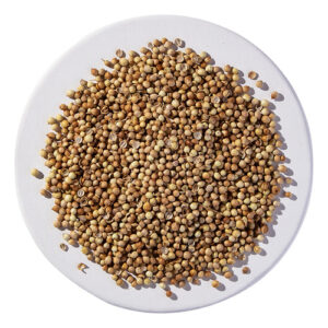 Semente De Coentro Orgânico De 1 Kg Da Starwest Botanicals