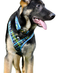 Coleira De Nylon Para Cães Ribbon Amarela, 1 Cada/1 Polegada