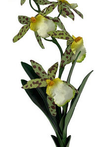 Planta De Orquídea Komodo Spider Com Cascalho, 1 De Cada, Da