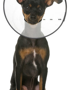 Coleira De Recuperação De Plástico Zenpet E-clear, 1 Cada Um