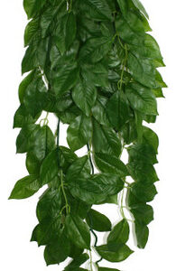 Planta Suspensa De Folhas Verdes De Komodo, 1 Cada/kg, 26 Po