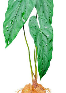 Komodo Standing Plant Emerald Vine, 18 Polegadas Da Komodo