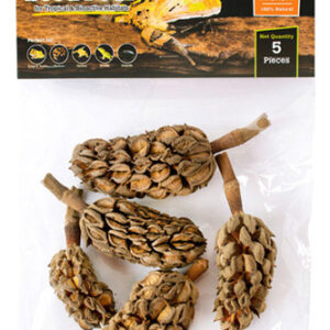 Vagens De Sementes De Magnólia Natural De Galápagos, 1 Cada/