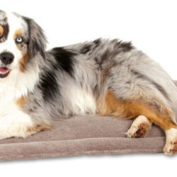 Tapete Para Cães Petmate Kennel, Cinza, 1 Cada/28,5 Polegada