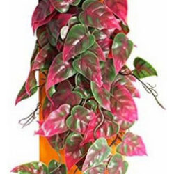 Videira Trepadeira - Vermelha/verde De 12 Polegadas De Compr